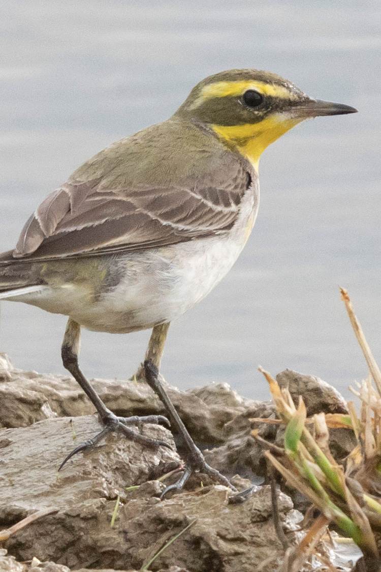 ツメナガセキレイの画像