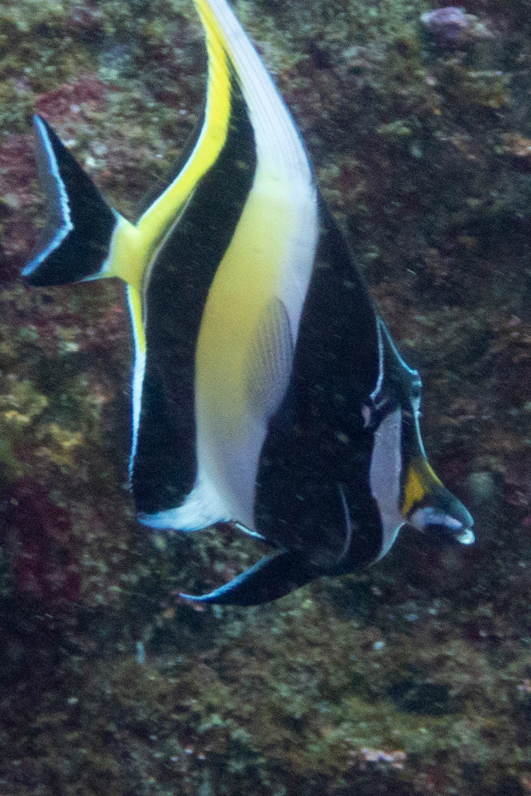 ツノダシの画像