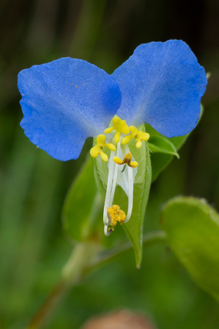 ツユクサの画像