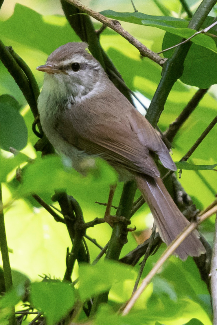 ウグイスの画像