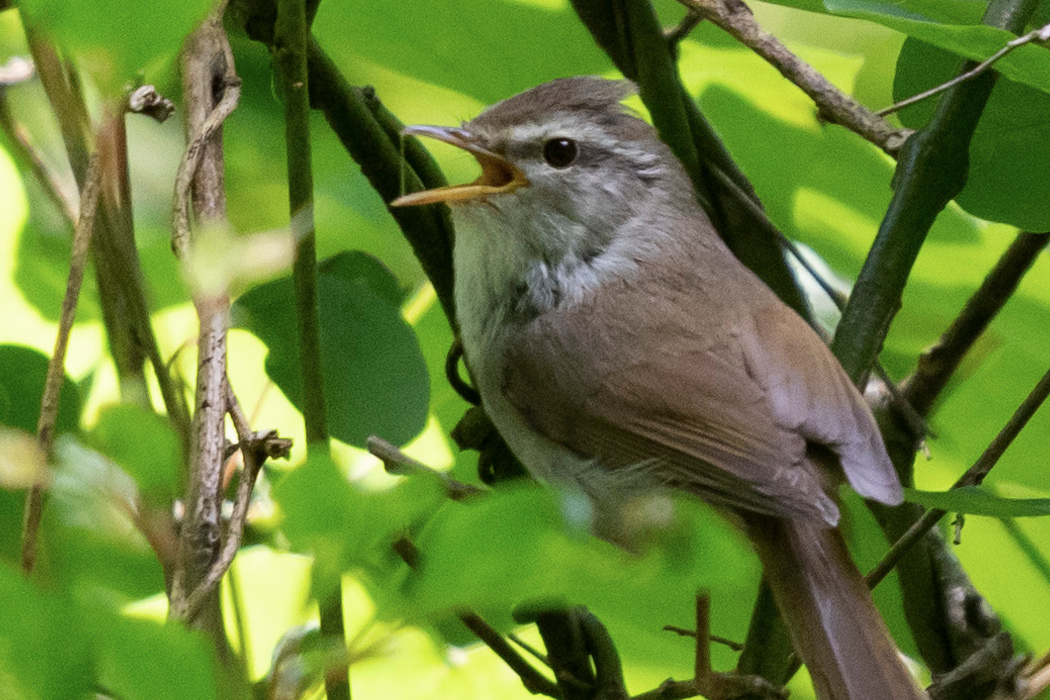 ウグイスのページ