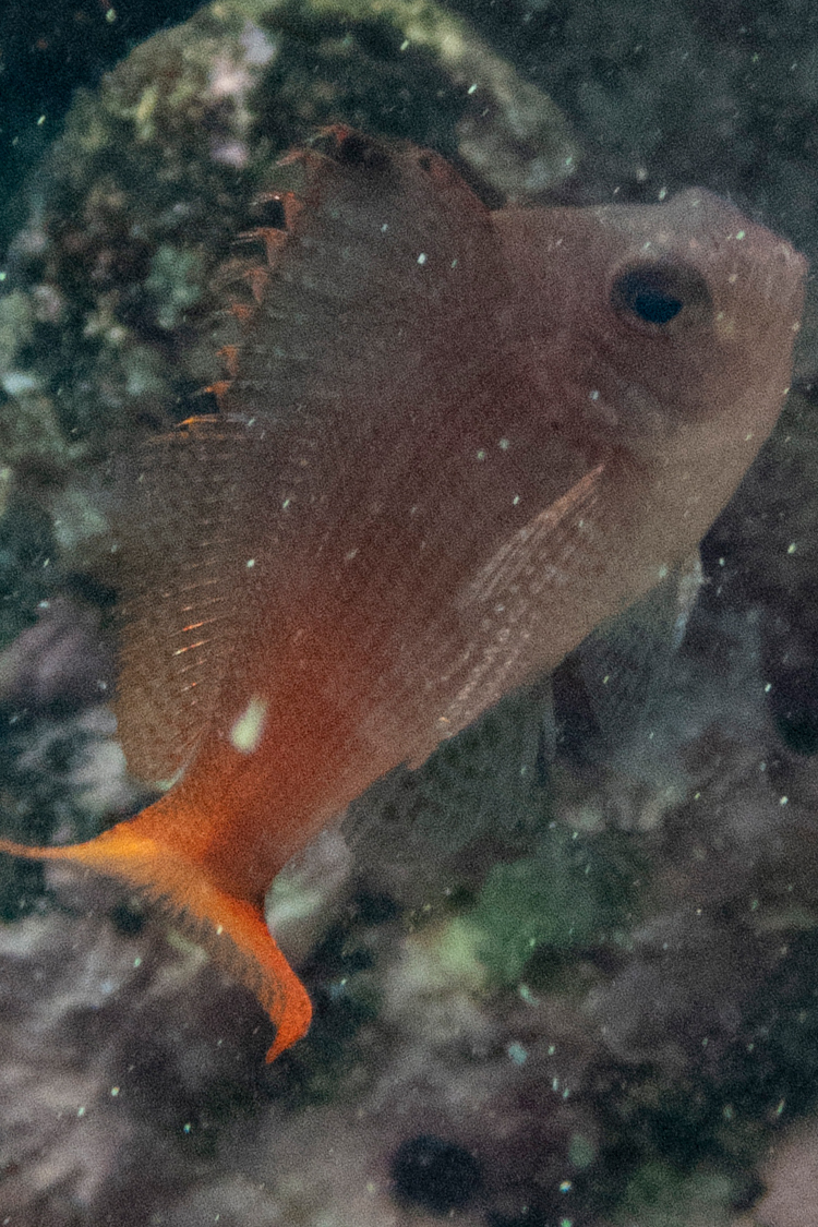 ウイゴンベの画像