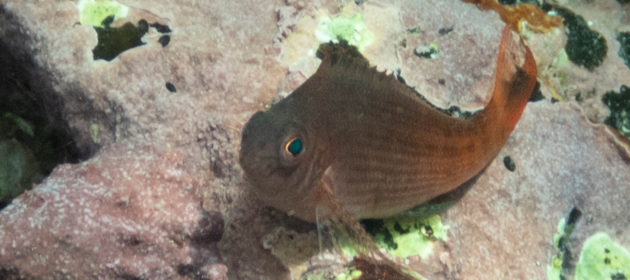 ウイゴンベの写真