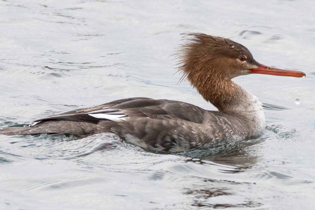 ウミアイサのページ