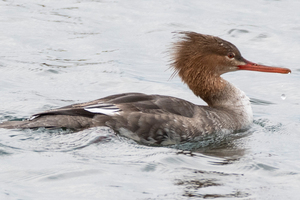 ウミアイサの色