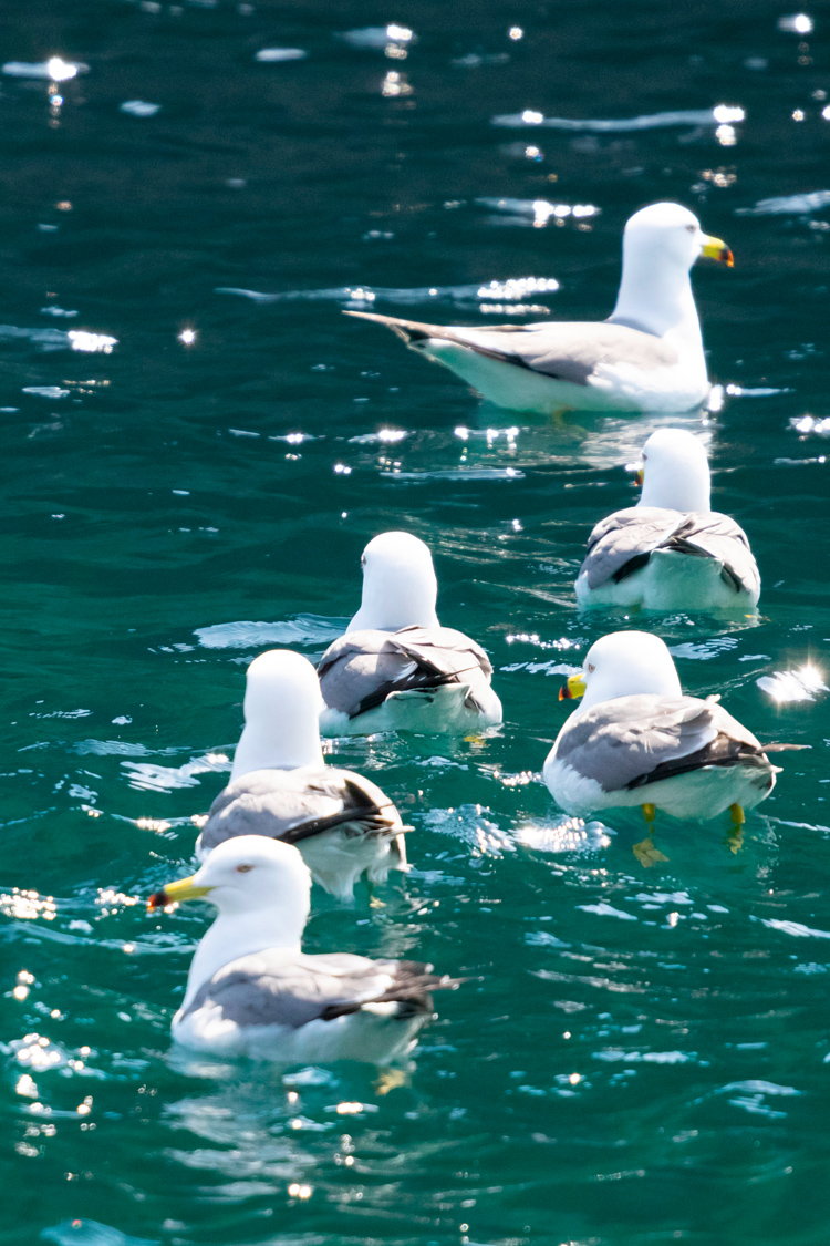 ウミネコの画像