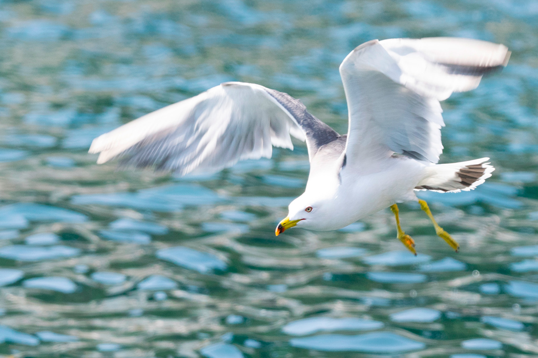 ウミネコのページ