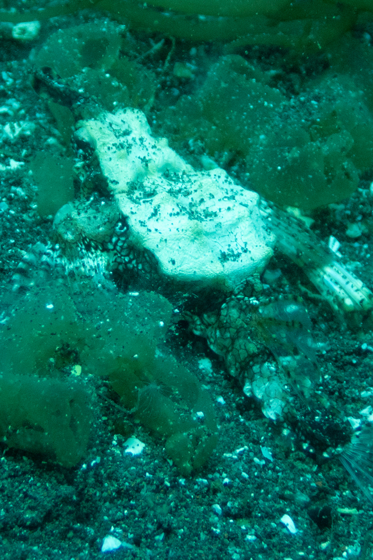 ウミテングの画像