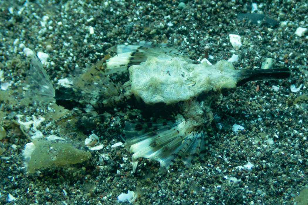 ウミテングのページ