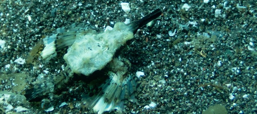 ウミテングの写真