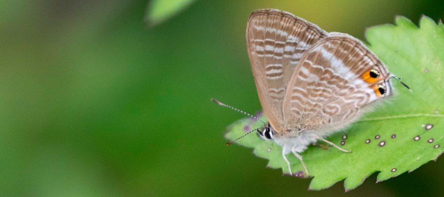 ウラナミシジミの写真