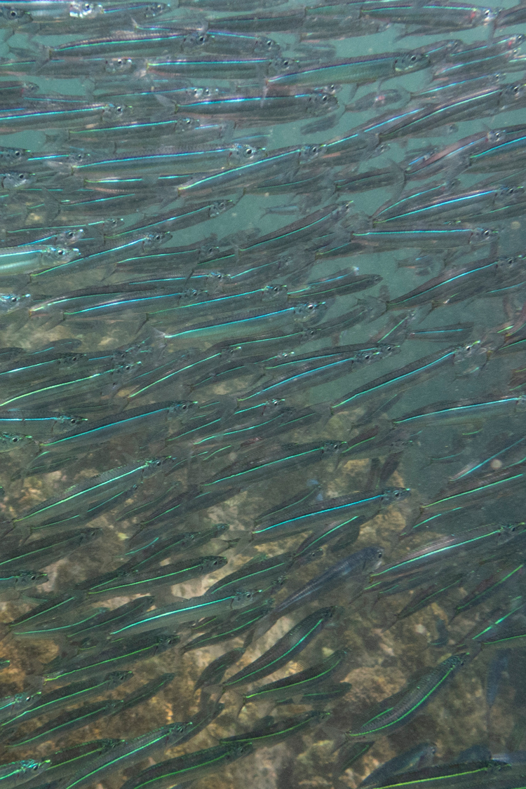 ウルメイワシの画像