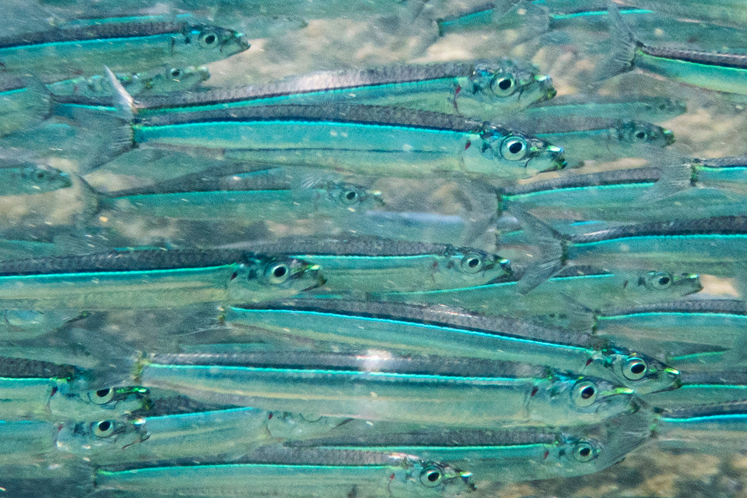 ウルメイワシのページ