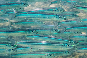 ウルメイワシの色