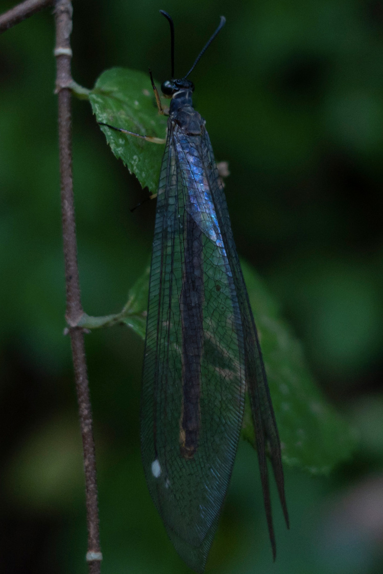 ウスバカゲロウの画像
