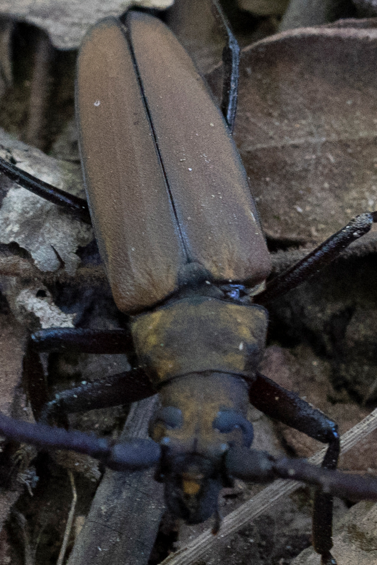 ウスバカミキリの画像