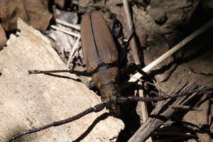 ウスバカミキリ