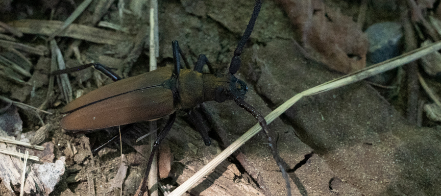 ウスバカミキリの写真