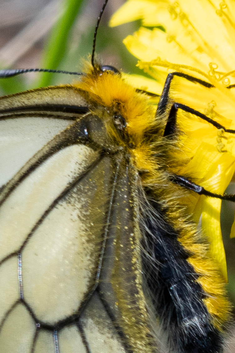 ウスバシロチョウの画像