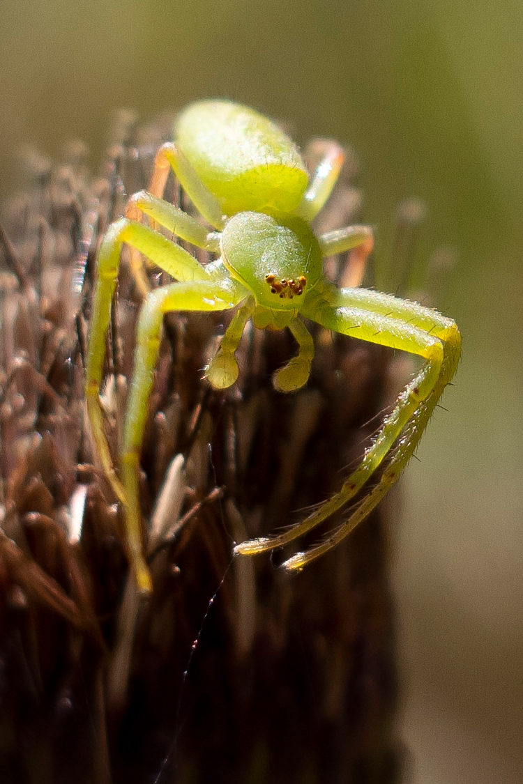 ワカバグモの画像