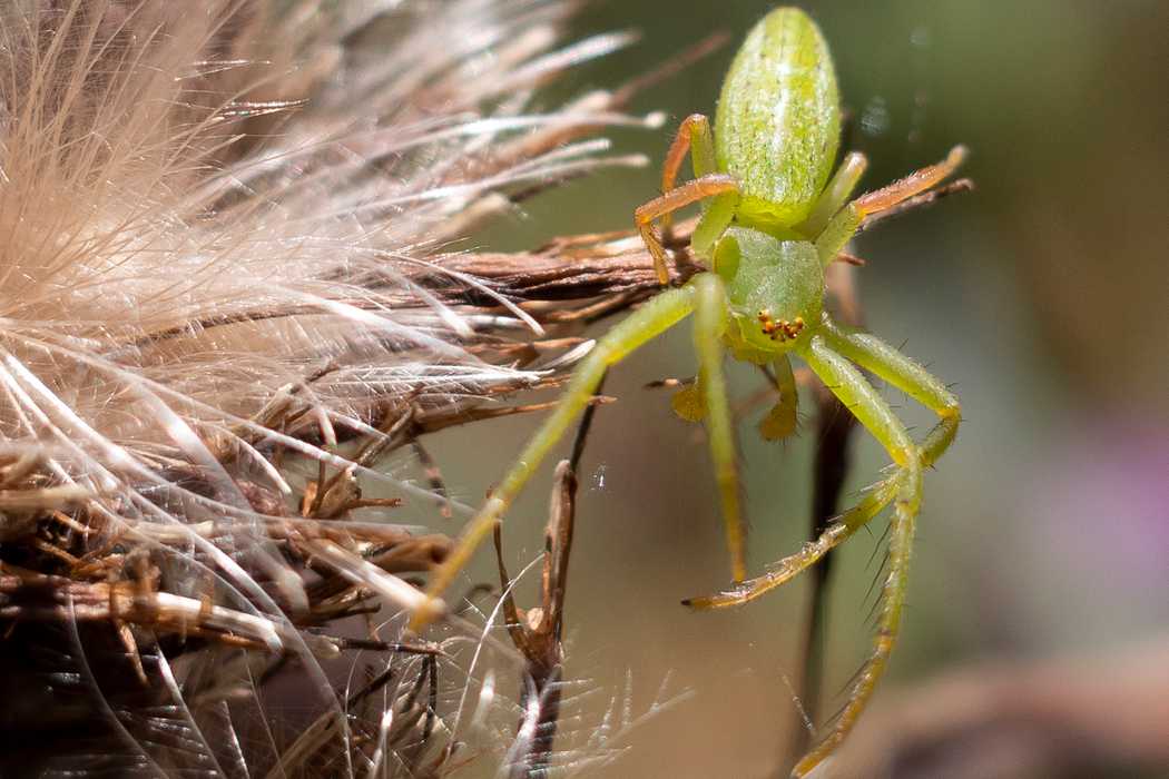 ワカバグモのページ