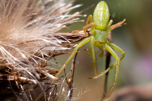 ワカバグモの色