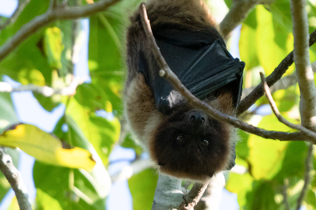 ヤエヤマオオコウモリのページ