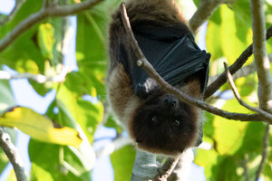 ヤエヤマオオコウモリ