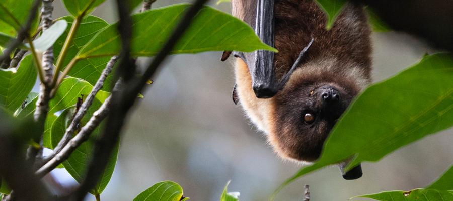 ヤエヤマオオコウモリの写真