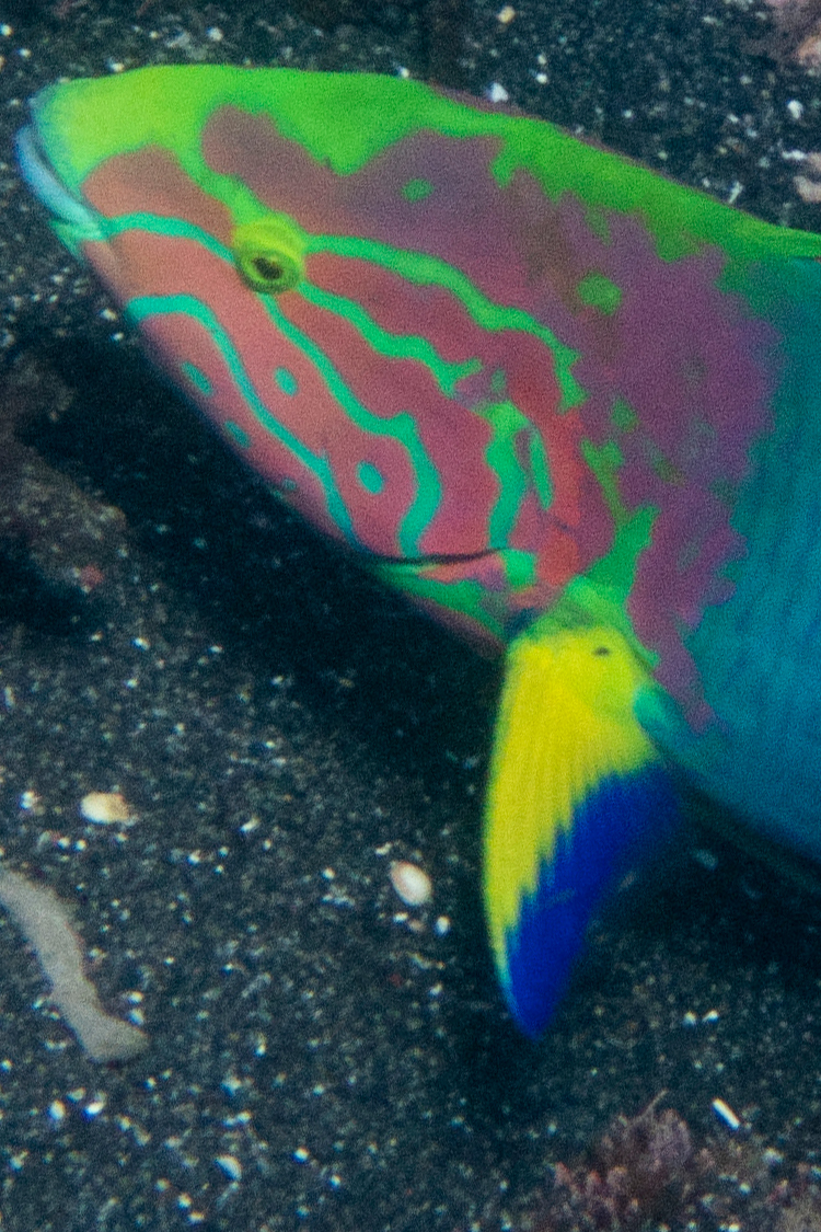 ヤマブキベラの画像