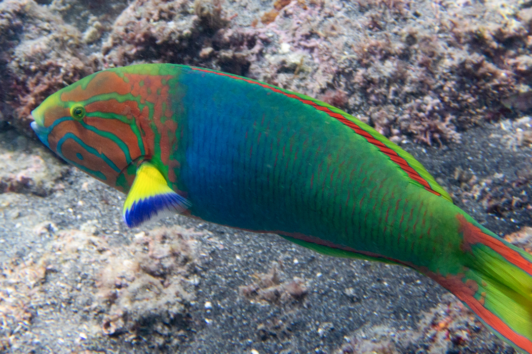 ヤマブキベラのページ