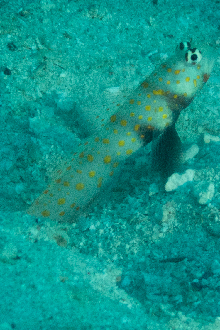 ヤマブキハゼの画像