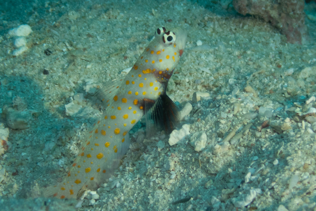 ヤマブキハゼのページ