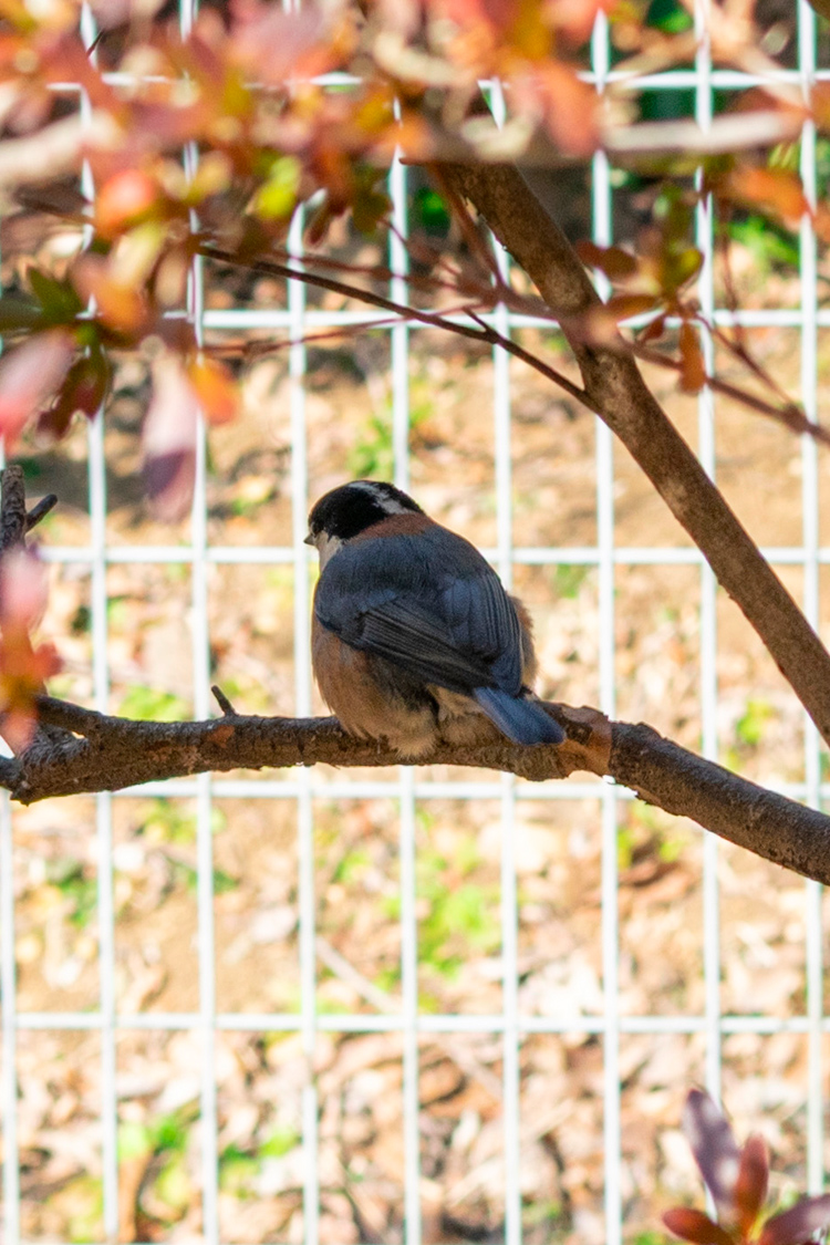 ヤマガラの画像