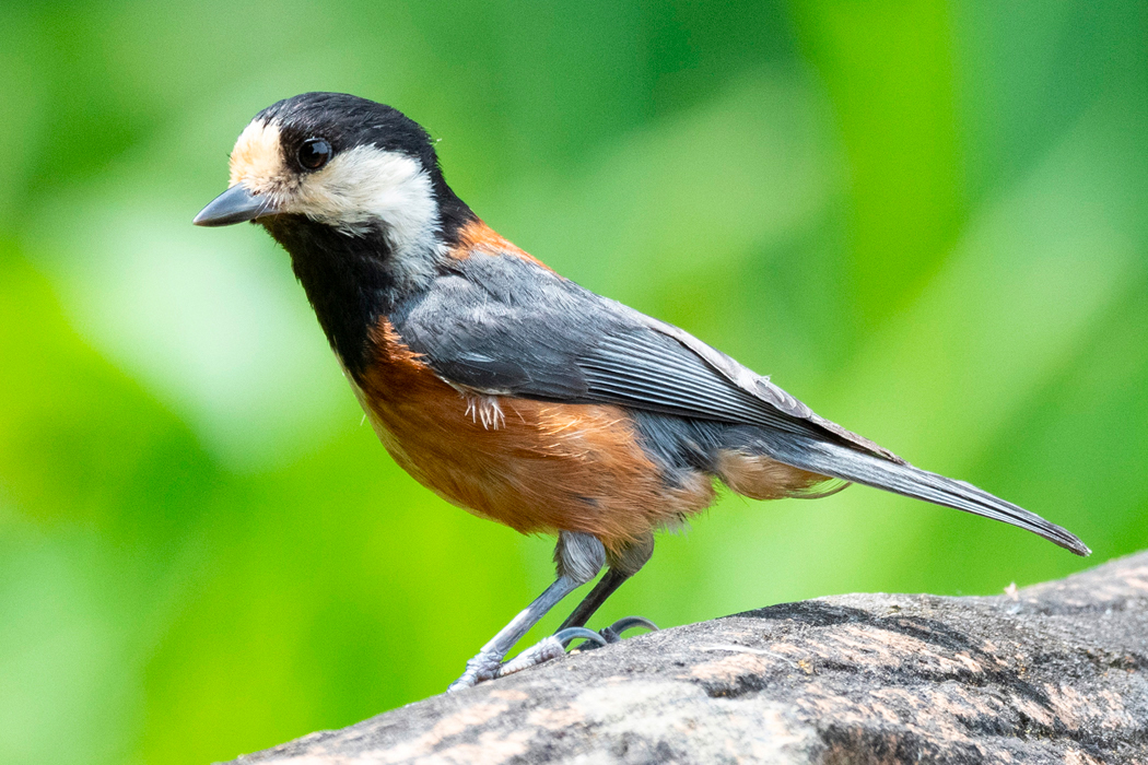 ヤマガラのページ