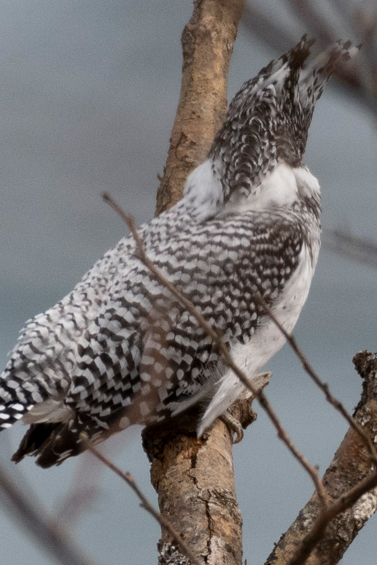 ヤマセミの画像