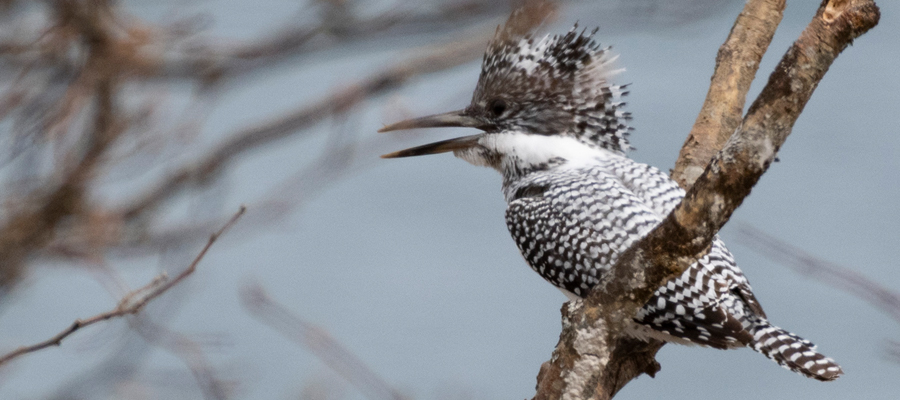 ヤマセミの写真
