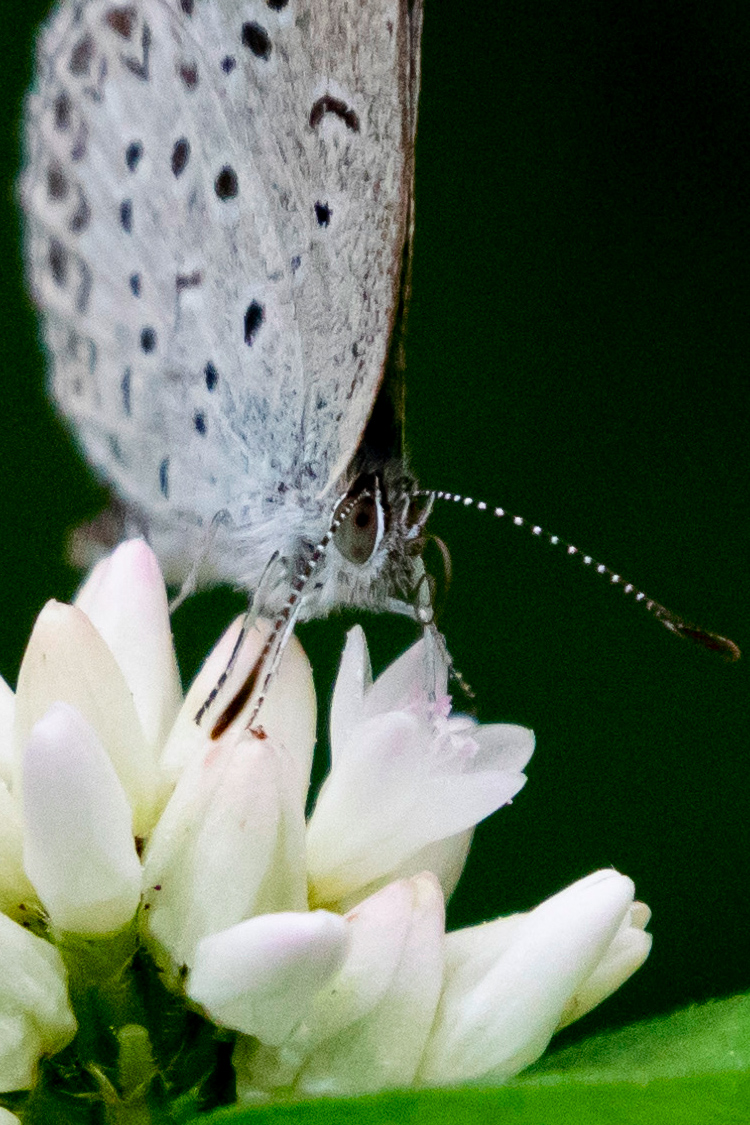 ヤマトシジミの画像
