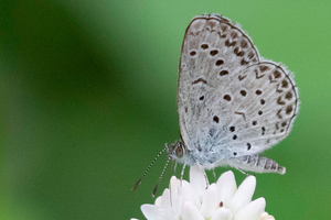 ヤマトシジミの色