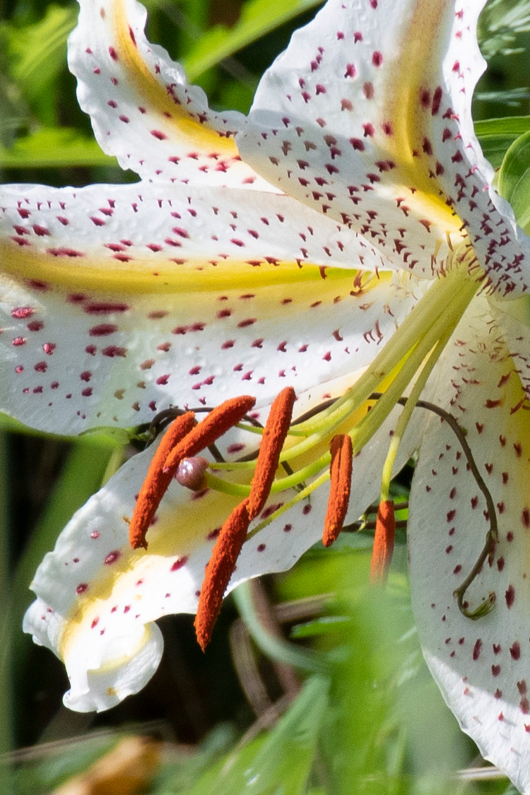 ヤマユリの画像