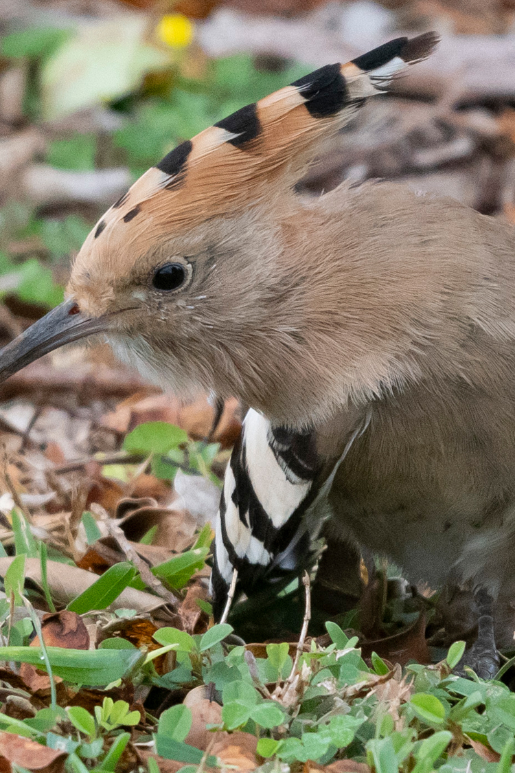 ヤツガシラの画像