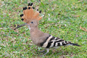 ヤツガシラの色