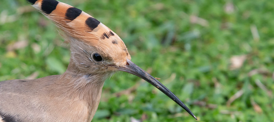 ヤツガシラの写真