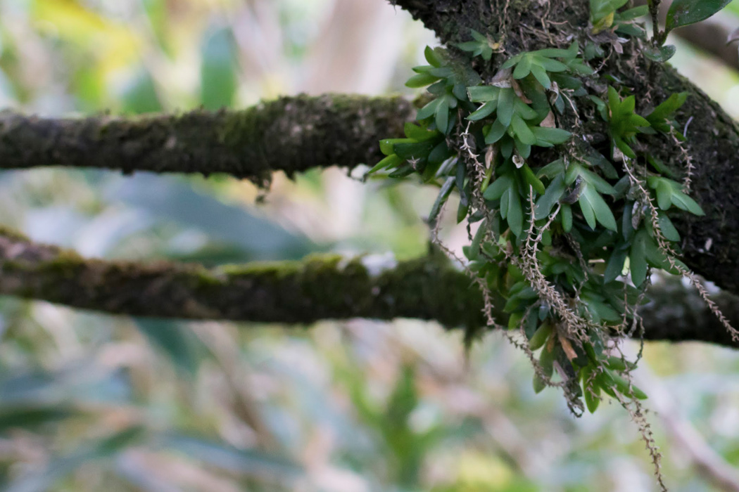 ヨウラクランのページ