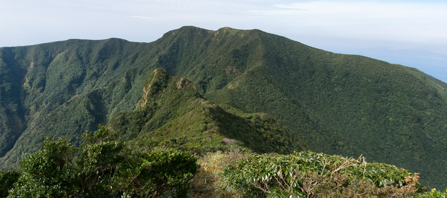 ヨウラクランの写真