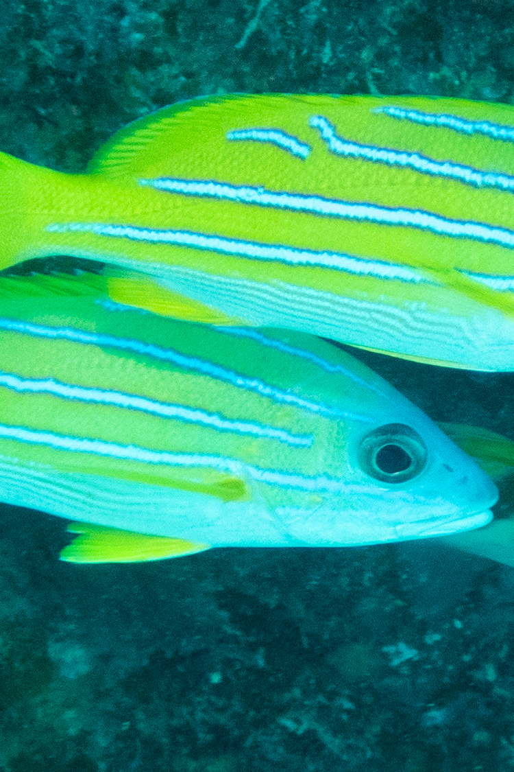 ヨスジフエダイの画像