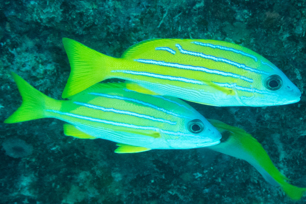 ヨスジフエダイのページ