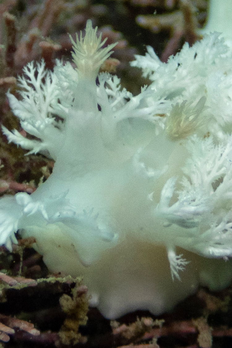 ユビノウハナガサウミウシの画像