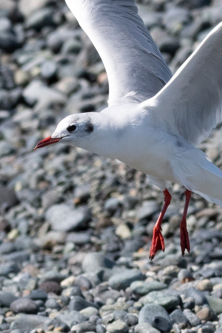 ユリカモメの画像