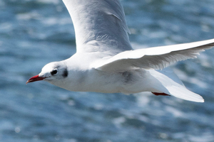 ユリカモメの色